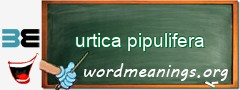 WordMeaning blackboard for urtica pipulifera